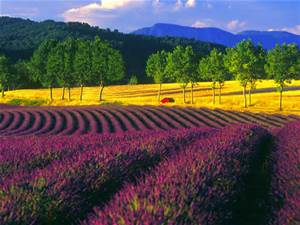 Lavender fields in France